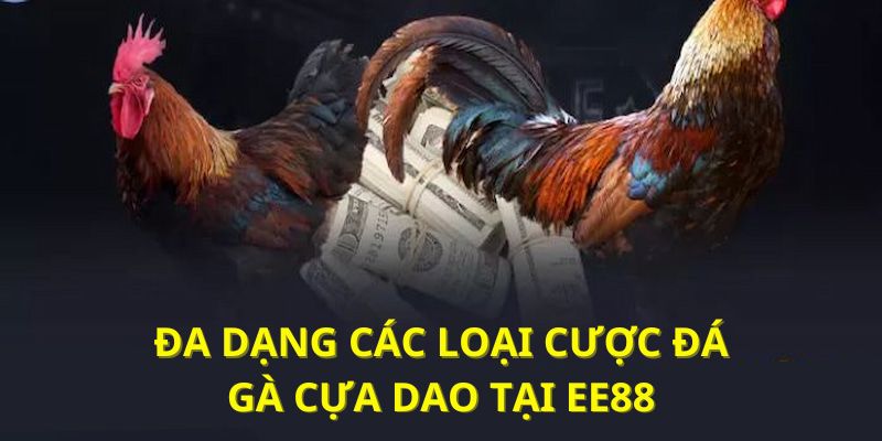 Các lựa chọn cược chọi gà cựa dao không thể bỏ lỡ